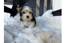 Cute Yorkshire Terrier Purebred Pup