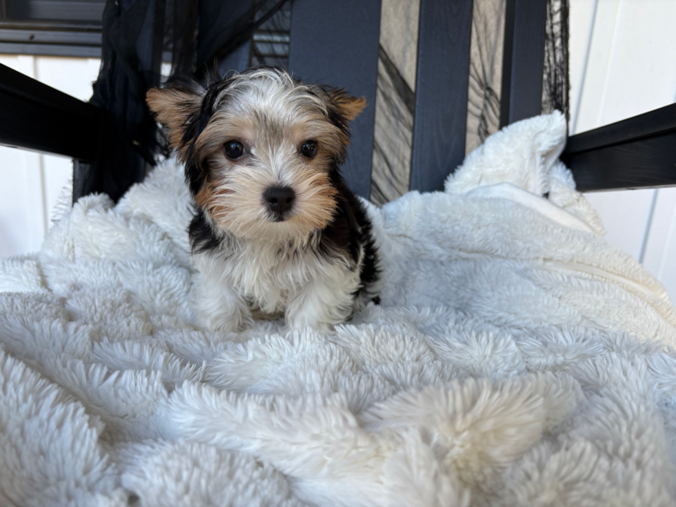 Cute Yorkshire Terrier Purebred Pup
