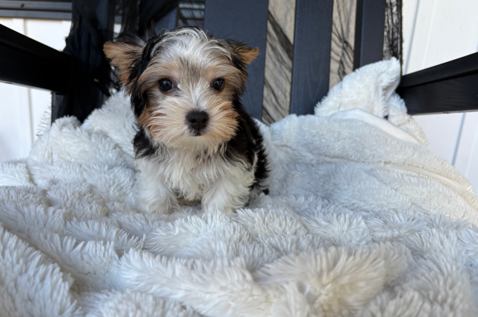 11 week old Yorkshire Terrier Puppy For Sale - Pilesgrove Pups