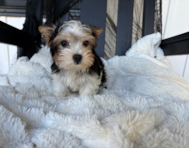 11 week old Yorkshire Terrier Puppy For Sale - Pilesgrove Pups 11 week old Yorkshire Terrier Puppy For Sale - Pilesgrove Pups