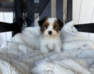 10 week old Yorkshire Terrier Puppy For Sale - Pilesgrove Pups