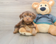 9 week old Yorkshire Terrier Puppy For Sale - Pilesgrove Pups