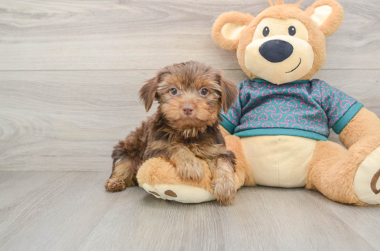 Yorkshire Terrier Puppy for Adoption