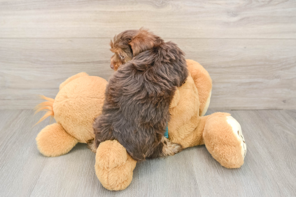 Small Yorkshire Terrier Purebred Pup