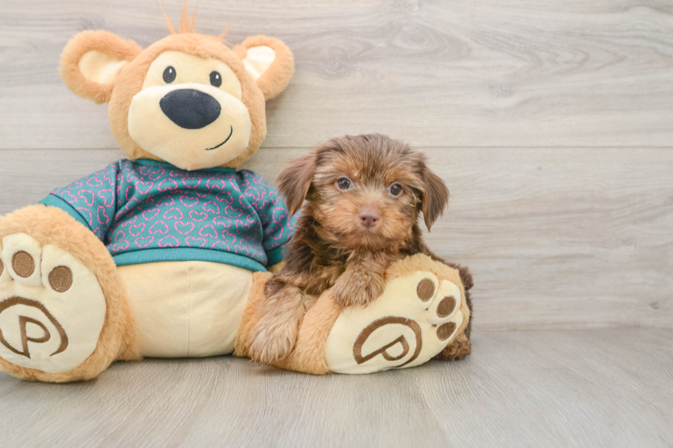 Fluffy Yorkie Purebred Puppy