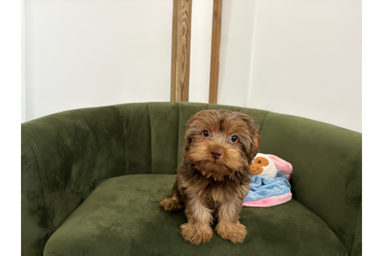 Best Yorkshire Terrier Baby