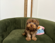 12 week old Yorkshire Terrier Puppy For Sale - Pilesgrove Pups