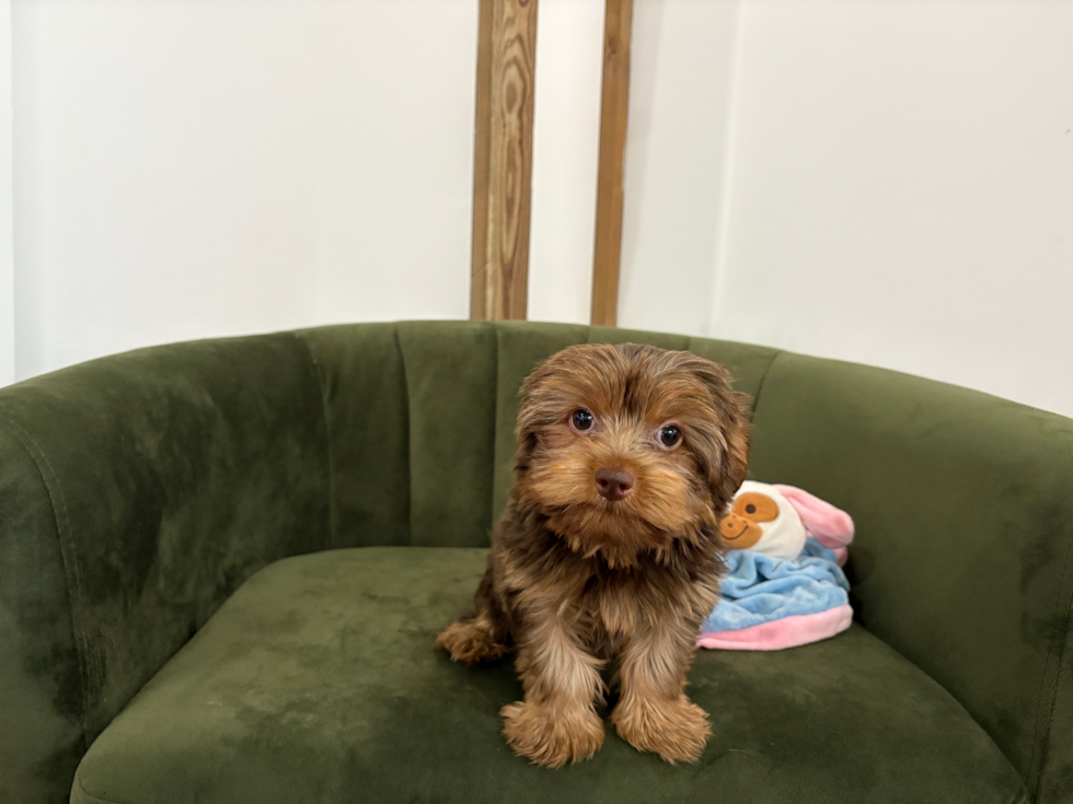Best Yorkshire Terrier Baby