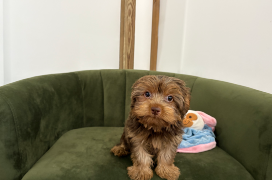 Best Yorkshire Terrier Baby