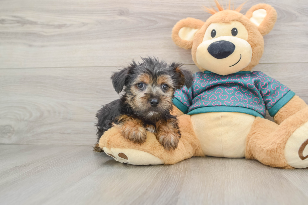 Best Yorkshire Terrier Baby