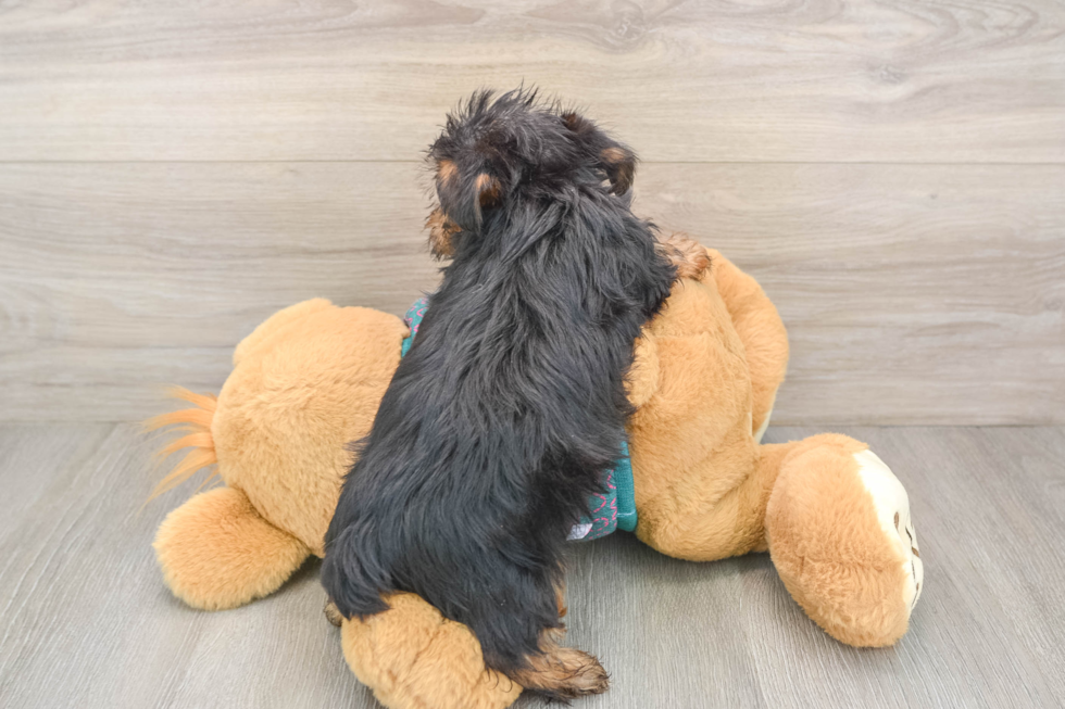 Little Yorkshire Terrier Baby
