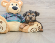 9 week old Yorkshire Terrier Puppy For Sale - Pilesgrove Pups