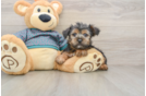 Fluffy Yorkie Purebred Puppy