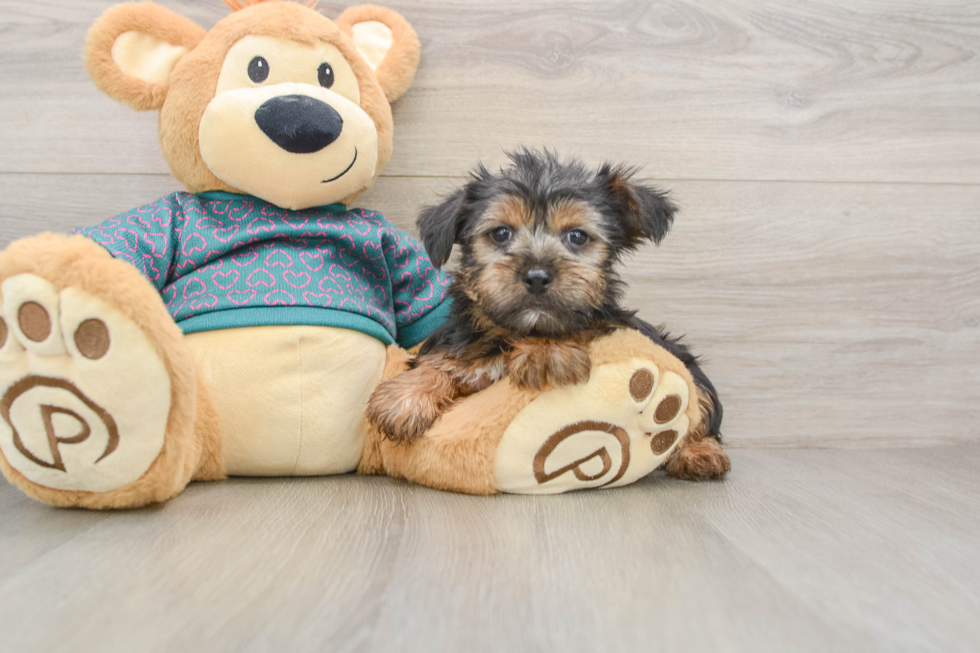 Fluffy Yorkie Purebred Puppy