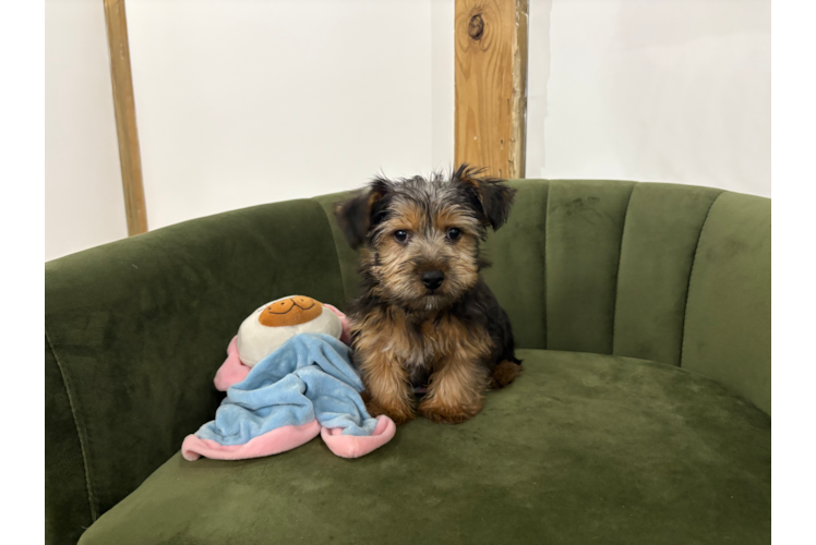 Yorkshire Terrier Pup Being Cute