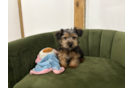 Yorkshire Terrier Pup Being Cute