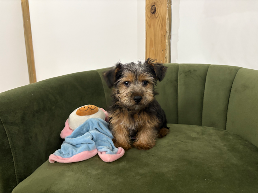 Yorkshire Terrier Pup Being Cute