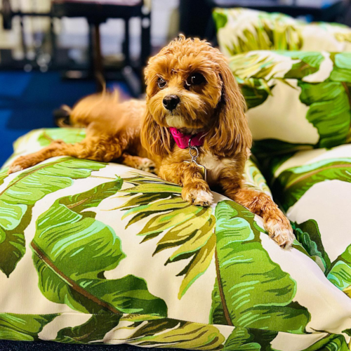 Carteret Maltipoo Pup