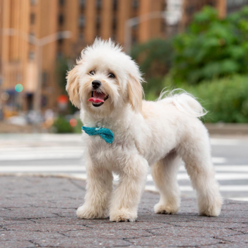 Small Maltipoo Pup