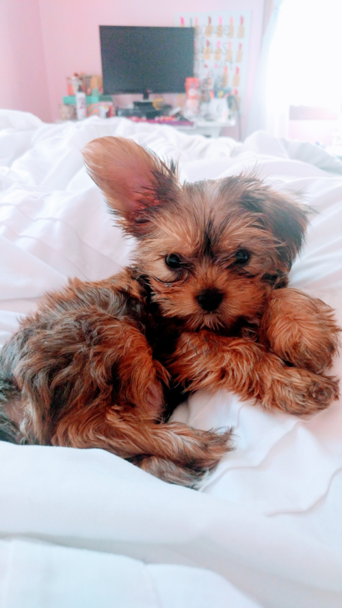 Happy Shorkie Pup