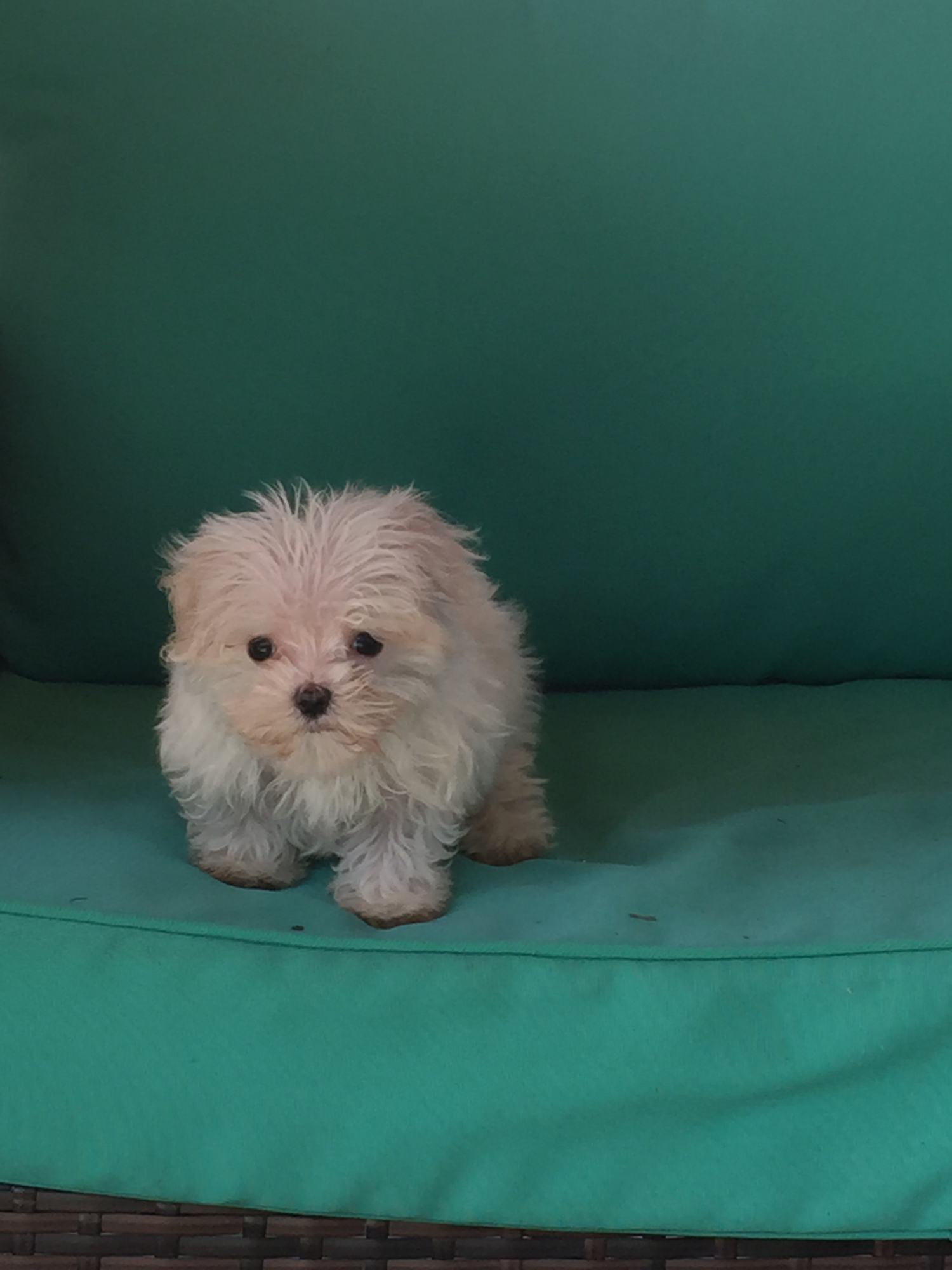 Martinsburg Maltese Pup