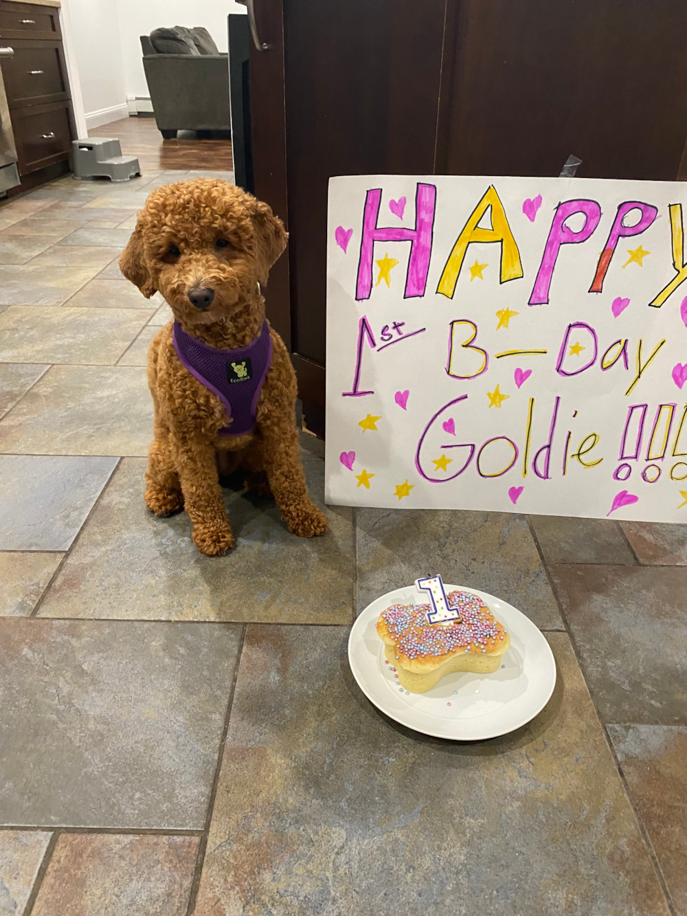 Mini Goldendoodle Being Cute