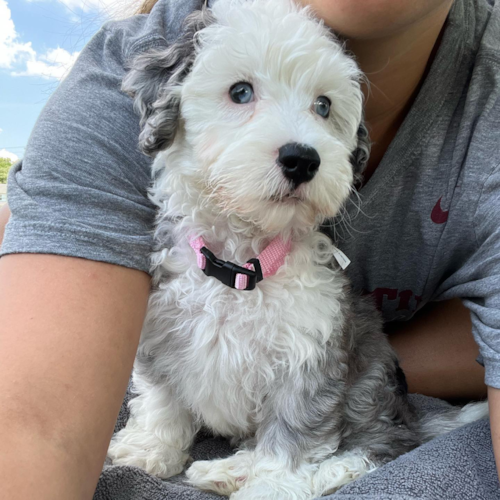 Mini Sheepadoodle Being Cute