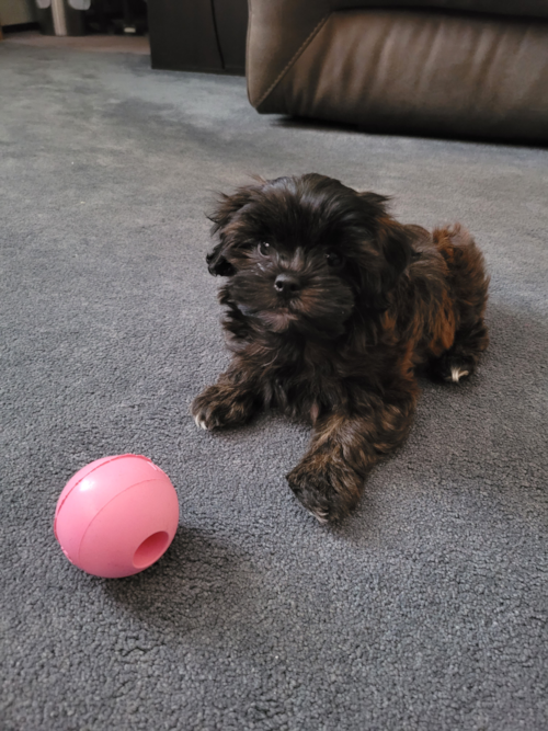 Little Shih Poo Poodle Mix Pup