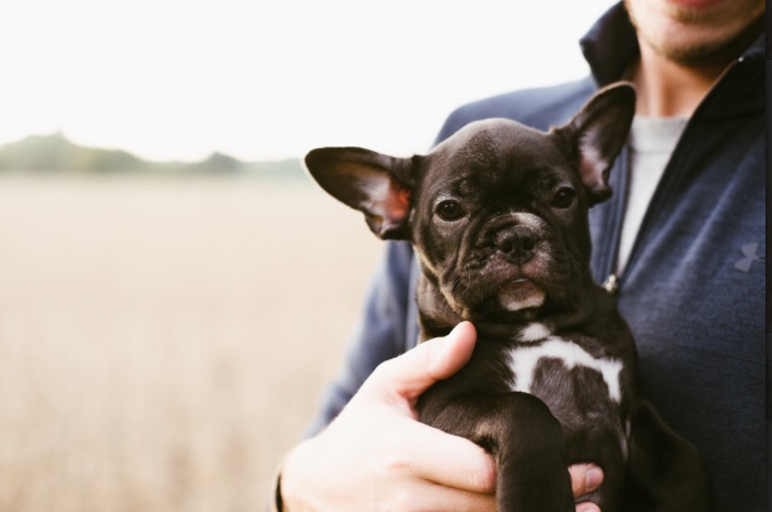 Popular French Bulldog Purebred Pup