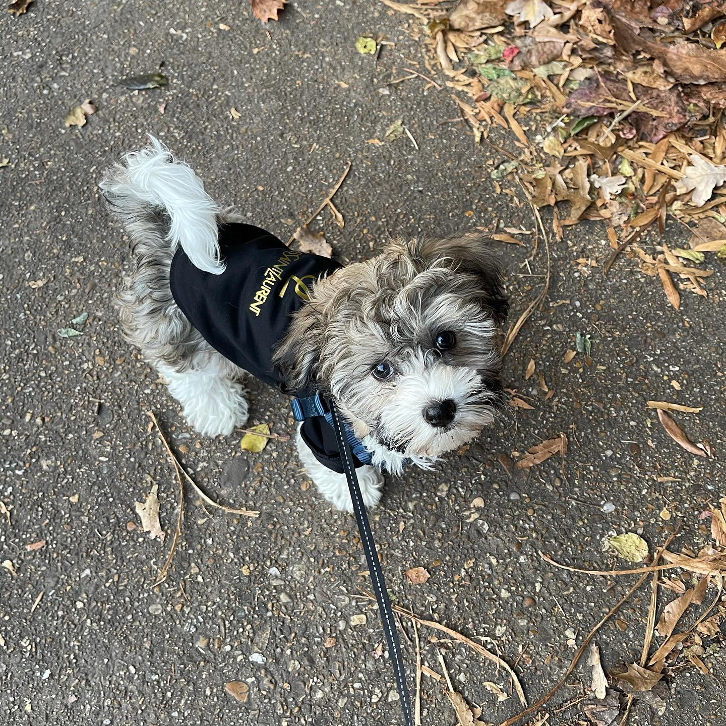 Fluffy Havanese Pup in Waldorf MD