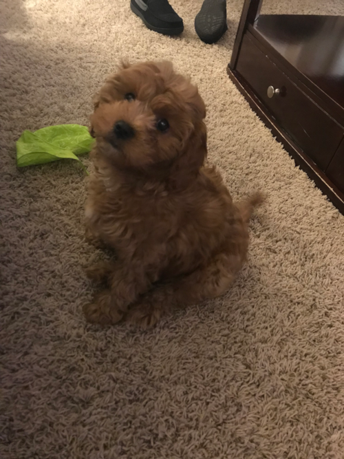 Valley Cottage Cavapoo Pup