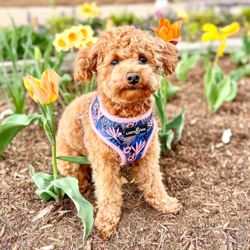 Adorable Bichpoo Poodle Mix Pup