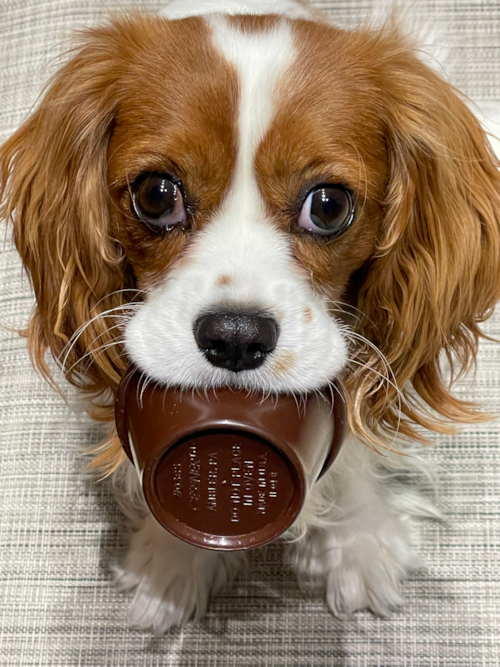 Cavalier King Charles Spaniel Being Cute