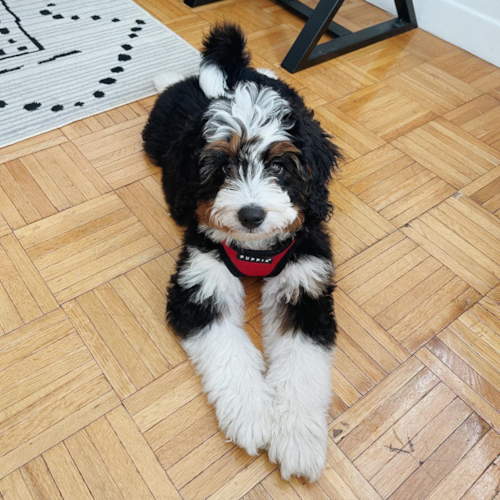 Friendly Mini Bernedoodle Pup in Jerseycity NY