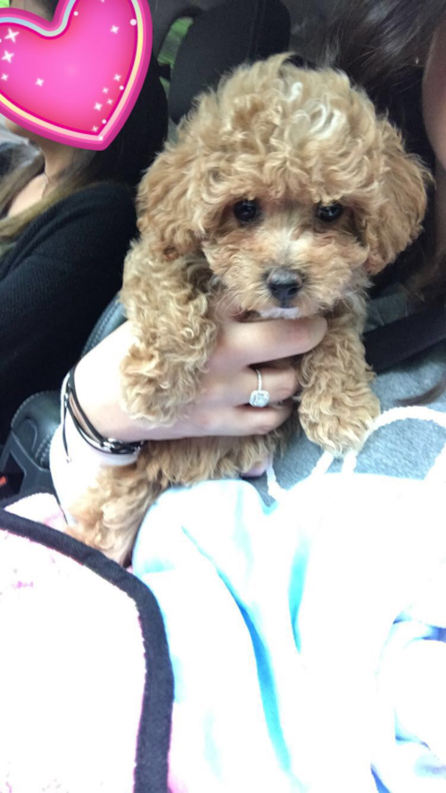 Happy Maltipoo Pup in New York