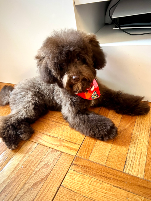 Smart Havapoo Poodle Mix Pup