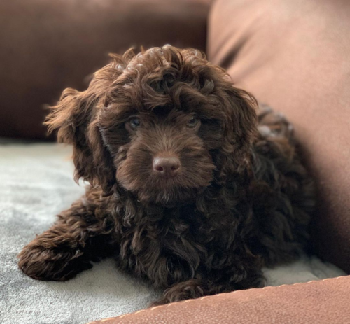 Small Cockapoo Pup