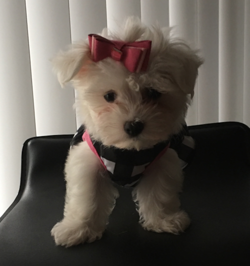 Akc Registered Maltese Pup