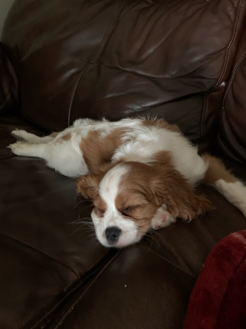 Funny Cavalier King Charles Spaniel Purebred Pup