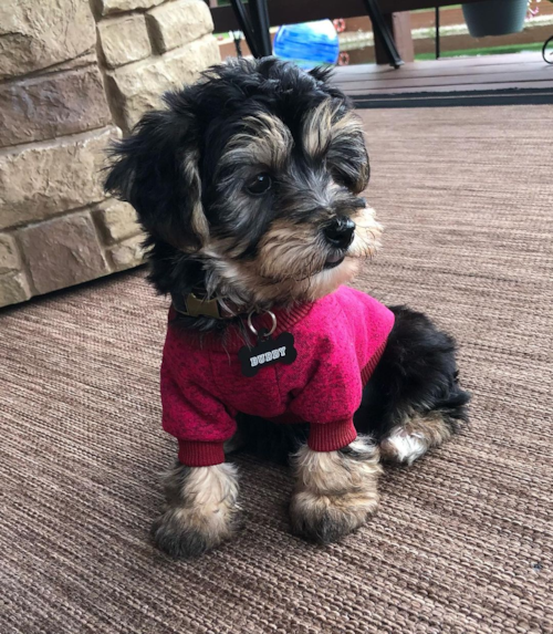 Happy Yorkie Chon Pup in Holland OH