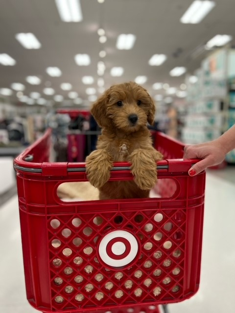 Fluffy Mini Goldendoodle Poodle Mix Pup