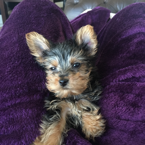 Hypoallergenic Yorkshire Terrier Purebred Pup