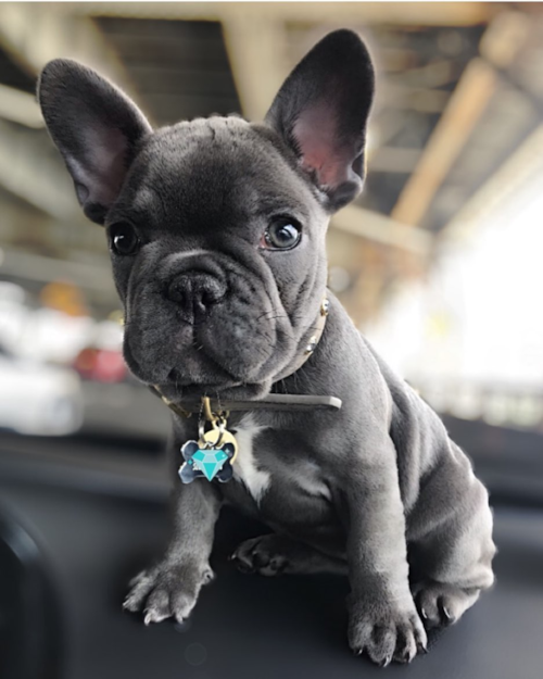 French Bulldog Being Cute