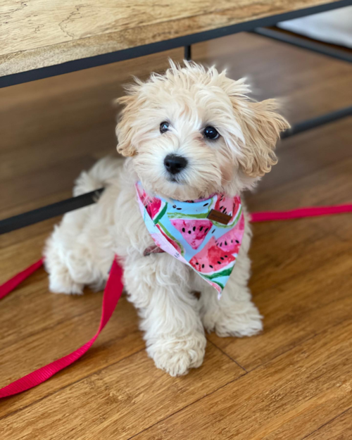 Brooklyn Maltipoo Pup