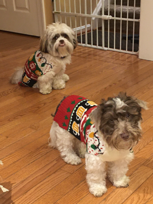 Hypoallergenic Havanese Pup