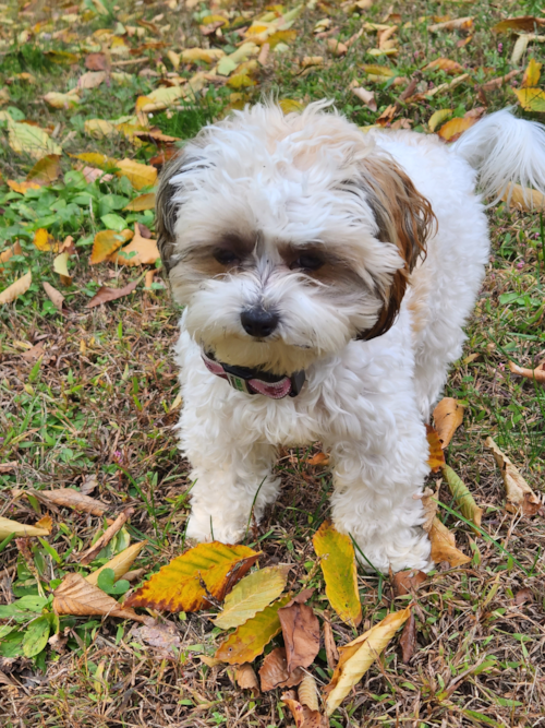 Shih Poo Pup