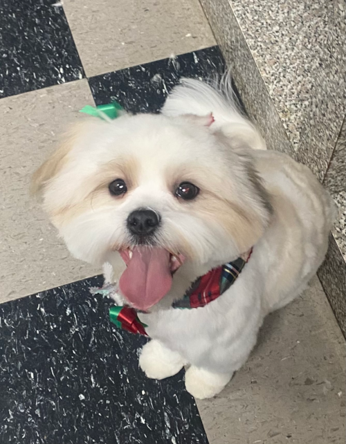 Little Shih Poo Poodle Mix Pup