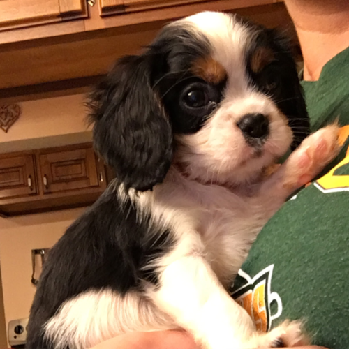 Cavalier King Charles Spaniel Being Cute