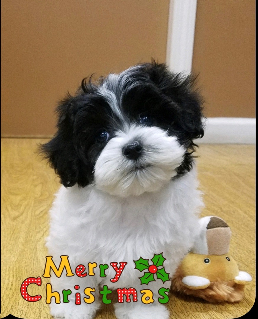 Cute Maltipoo Pup in New York