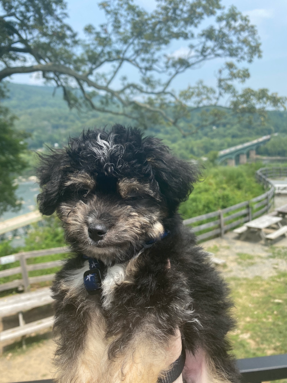 Cute Aussiechon Pup in Bethesda MD